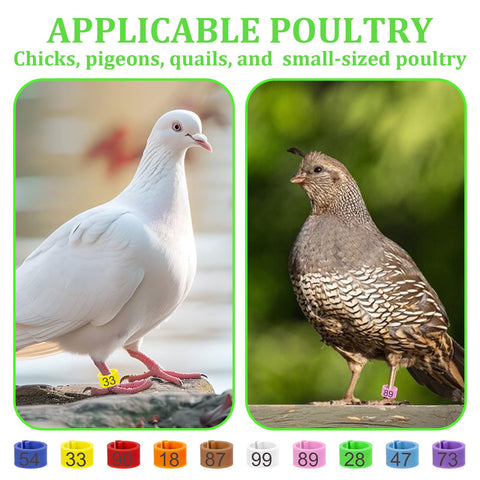 Durable ABS material ensures reusable, safe use on small poultry.