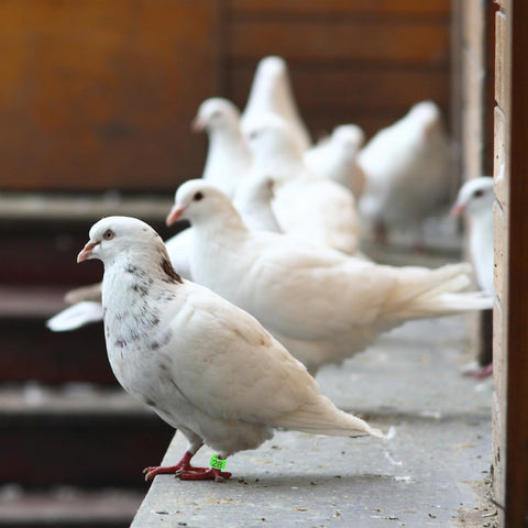 BOHUIZ ideal for farms or backyard coops.