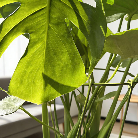 Boinio green rust-resistant coating blends with foliage for lasting use.