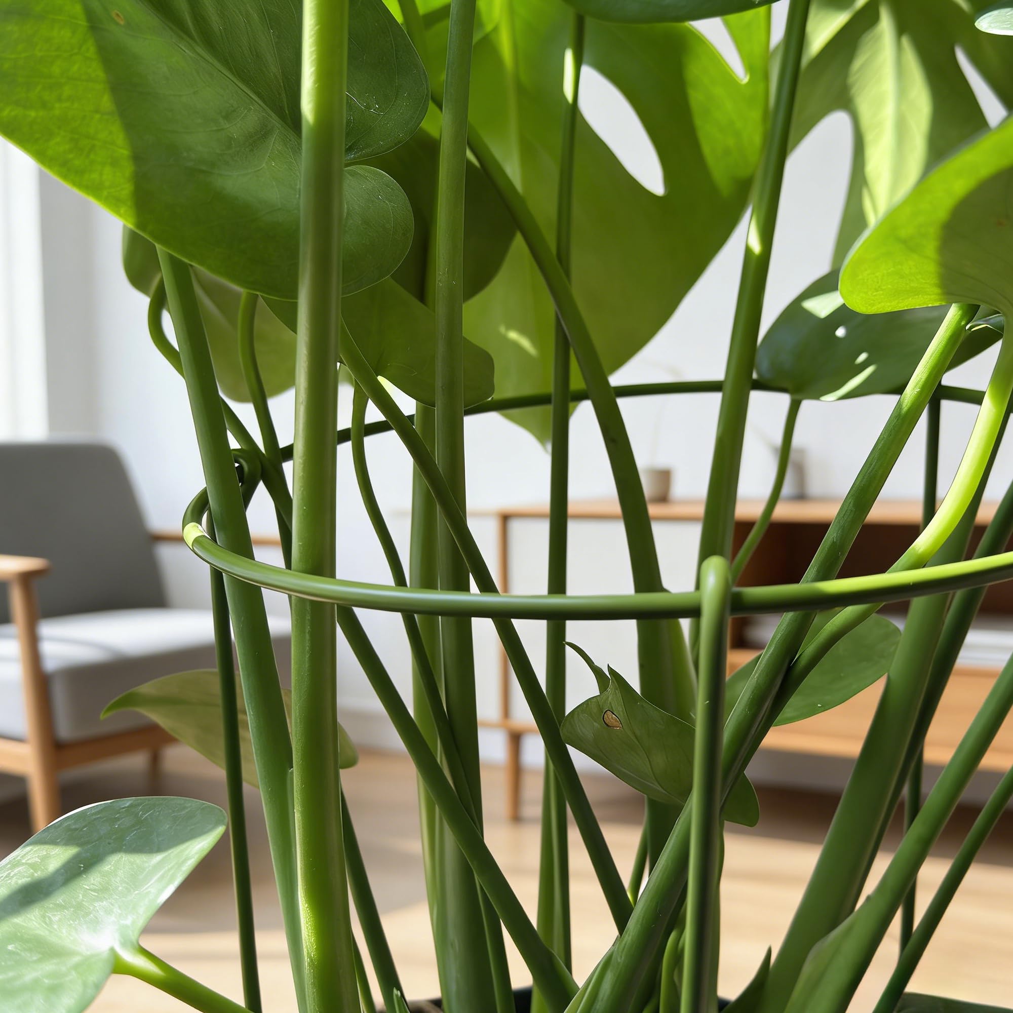 Boinio snake plant support rings prevent drooping and keep plants tidy.