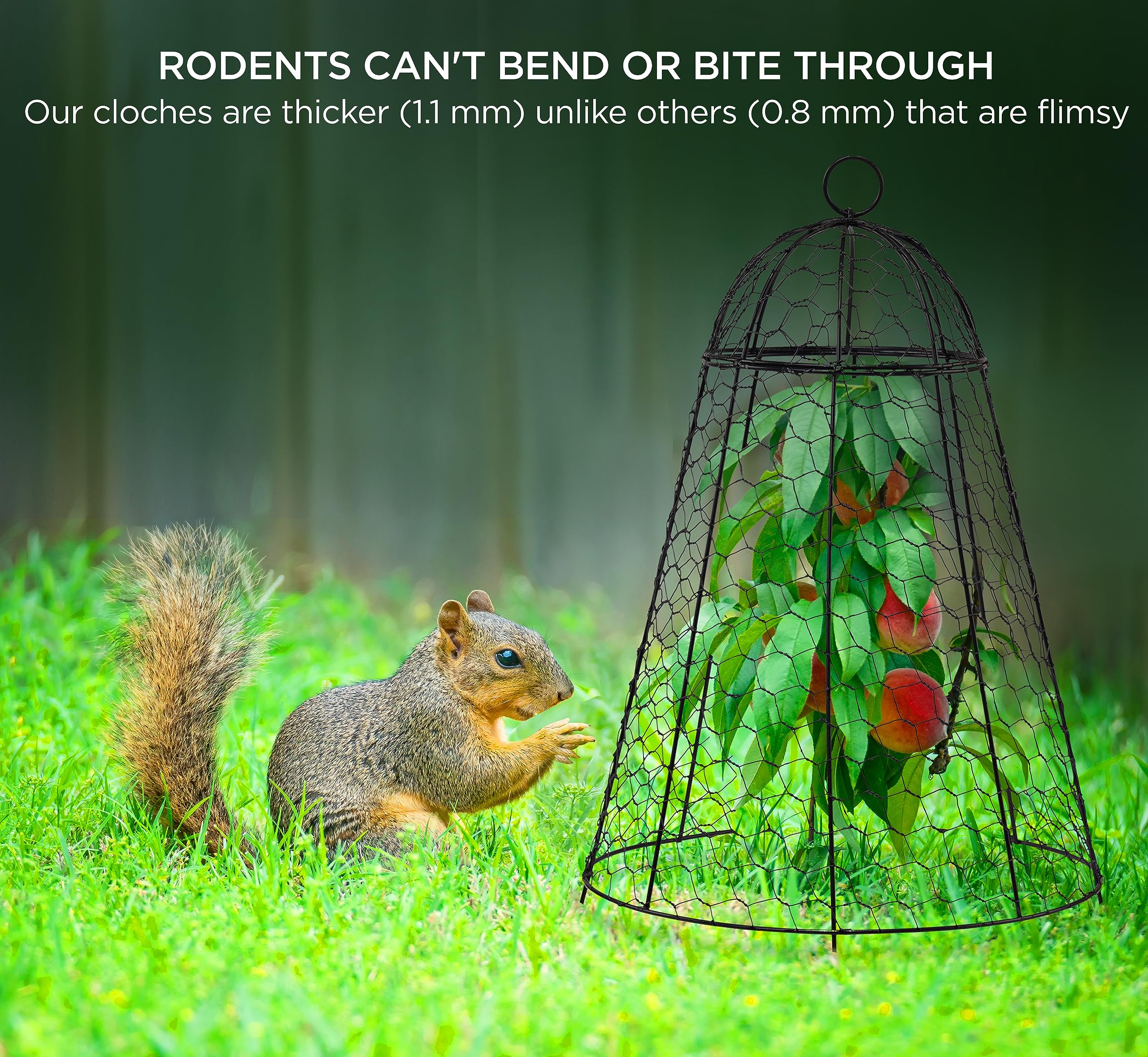 Boldworks extra-tall 16-inch cloche guards larger plants like tomatoes.