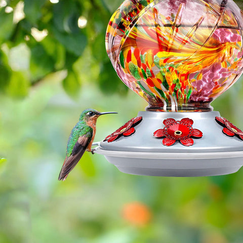BOLITE hanging feeder featuring ant moat for cleaner nectar outdoors.