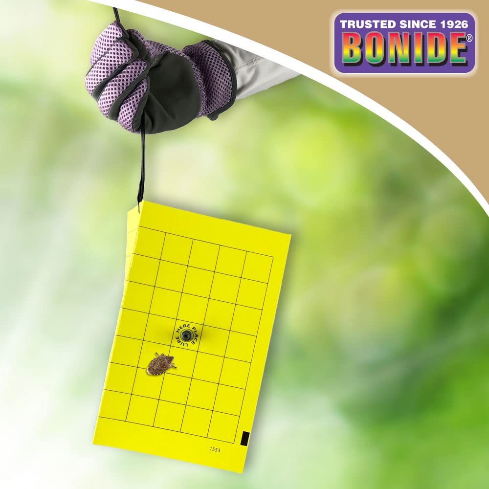 Bonide Bug Beater setup near a light source boosts lure effectiveness.