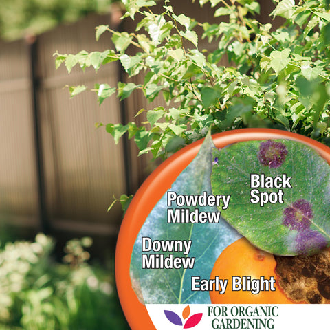 Captain Jack Copper Fungicide provides long-lasting protection for edible crops.