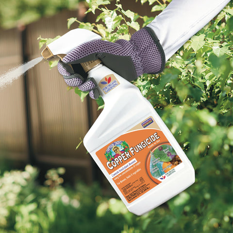 Fruiting plants treated with Captain Jack's Copper Fungicide to guard against disease.