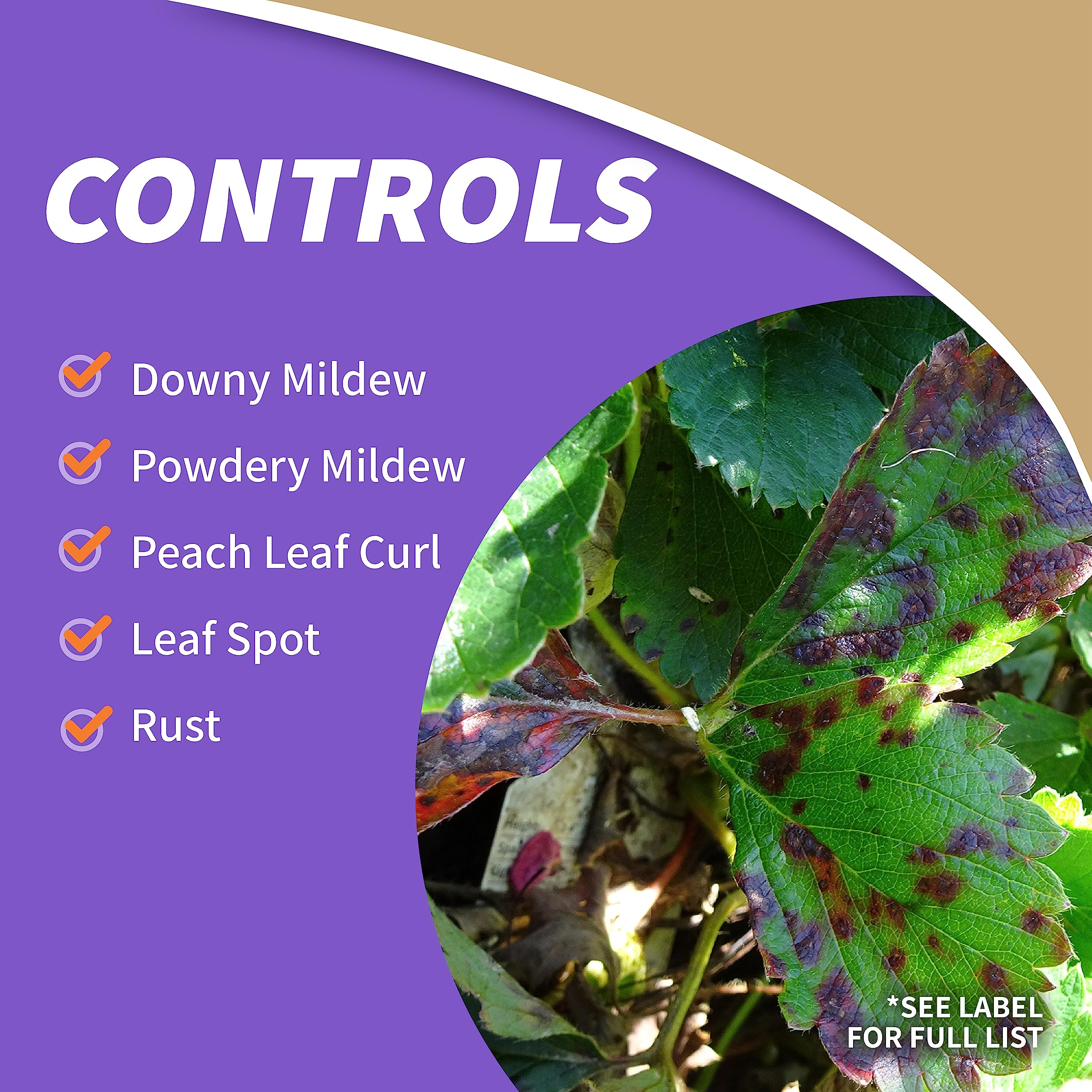 Applying Captain Jack's Copper Fungicide to leaves to curb blight and mildew.