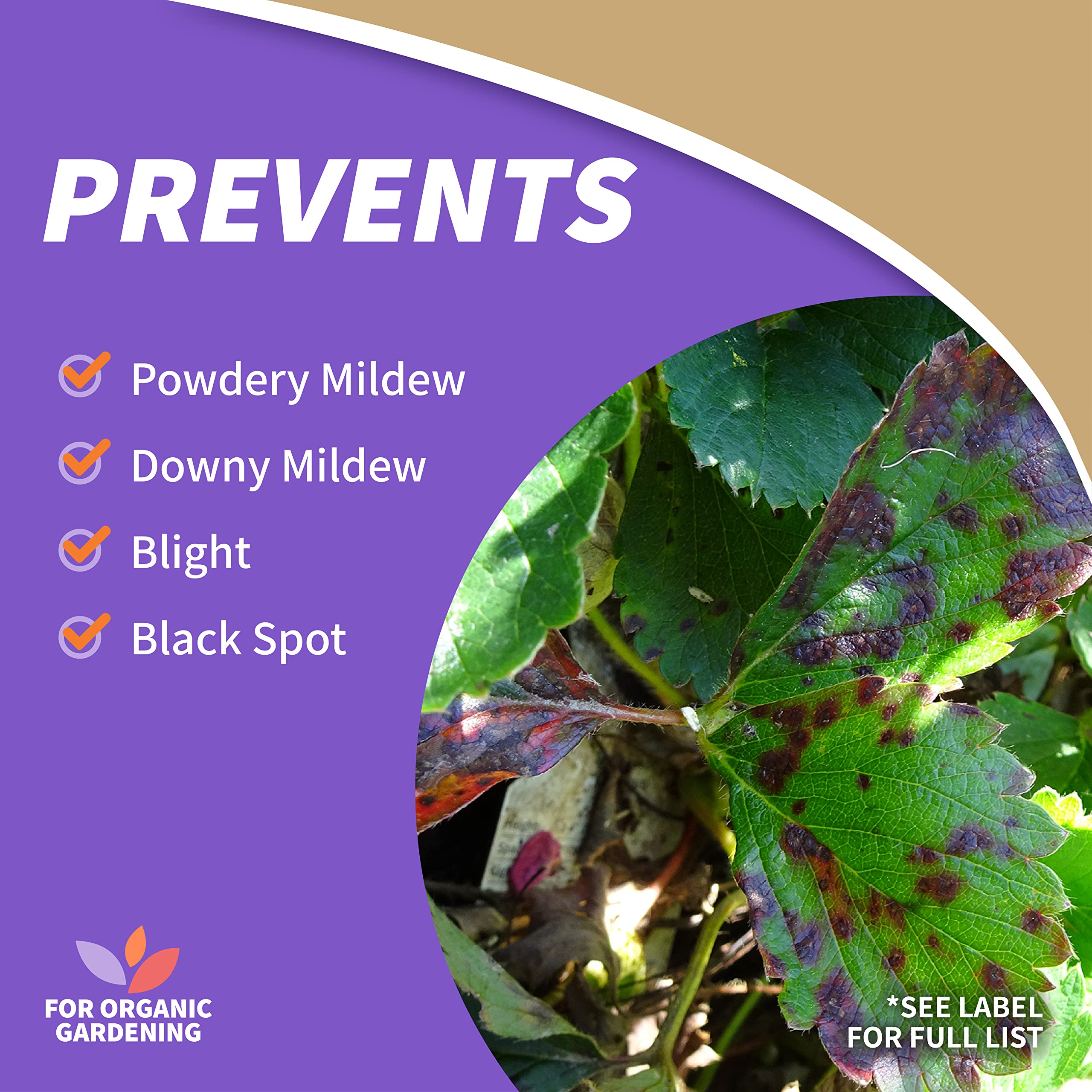 Captain Jack's Copper Fungicide applied to leaves showing coverage on both surfaces.