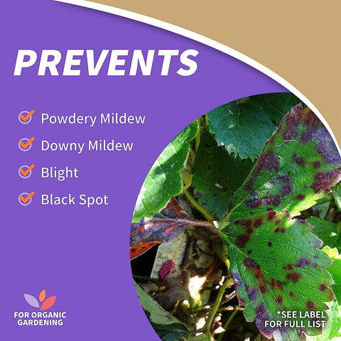 Two-pack of Captain Jack's Copper Fungicide ready for organic disease protection