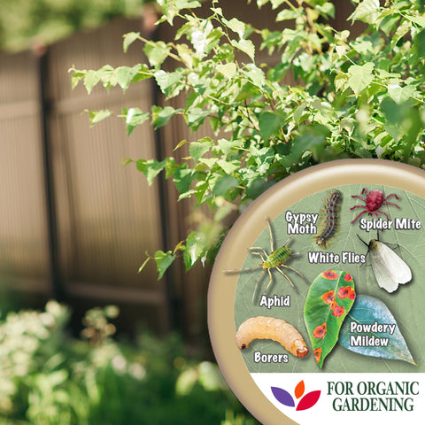 Vegetables and fruits thriving with Neem Max in an outdoor garden