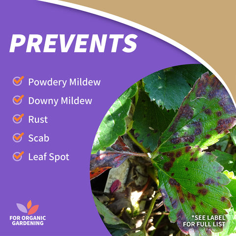 Bonide Captain Jack's Neem Oil spray on houseplants supports healthy, pest-free plants.