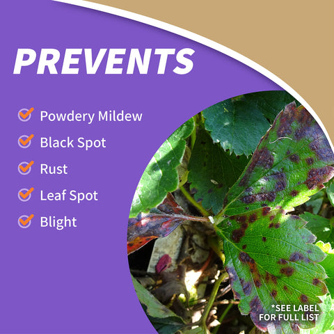 Hose-end application with Captain Jack's Orchard Spray on fruit trees.