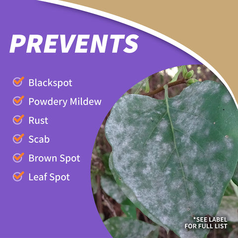 Captain Jack's spray covering roses and foliage from pests