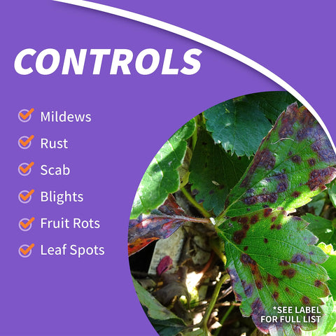 Bonide Fung-onil spray application on tomato plants to limit fungal spread.