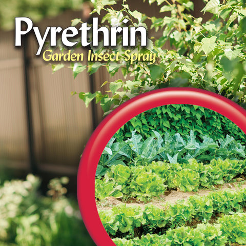 Garden scene with treated plants thriving after Bonide Pyrethrin Garden Spray application.