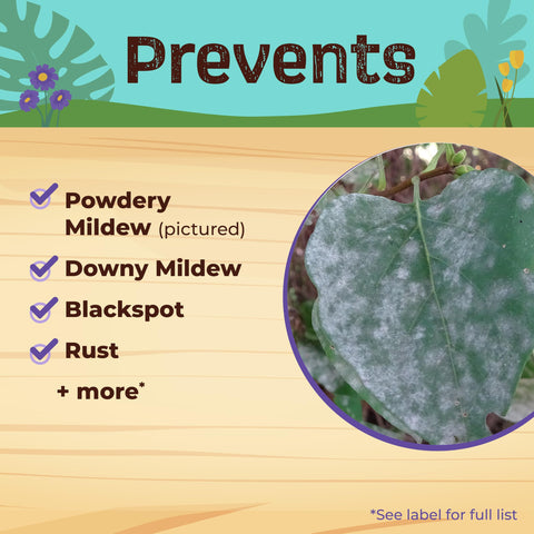 Rose Rx spray in action on roses to prevent pests and disease.