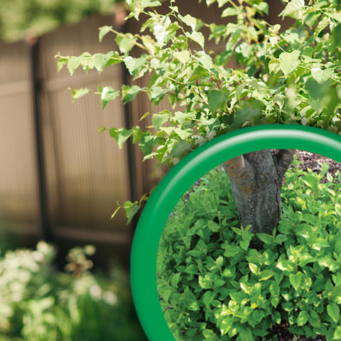 Bonide Sucker Punch ready-to-use trigger sprayer speeds garden tasks.