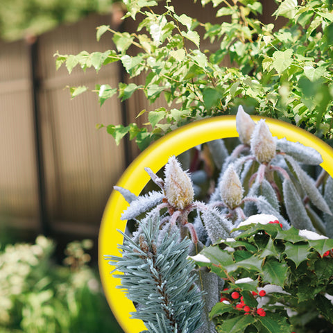 Bonide Wilt Stop ready-to-use formula favors dormant and growing plants
