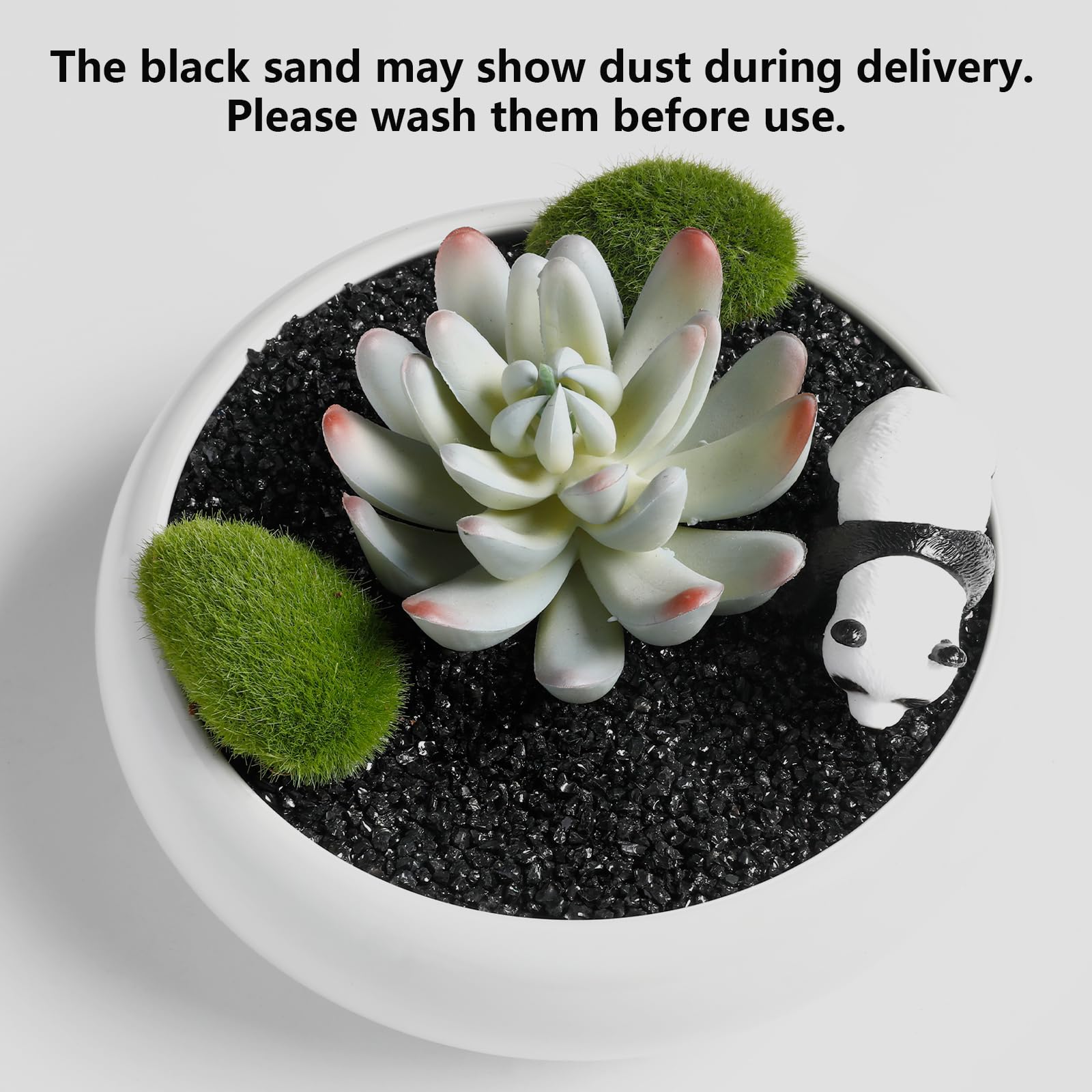Boniosz black sand succulent arrangement ready for terrarium or bonsai projects.