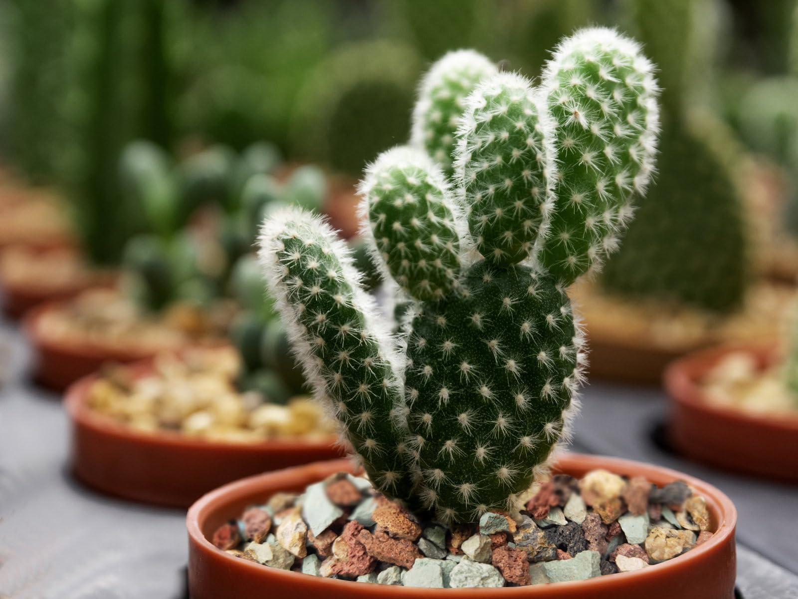 Boniosz indoor garden-friendly substrate for drought-tolerant plants.