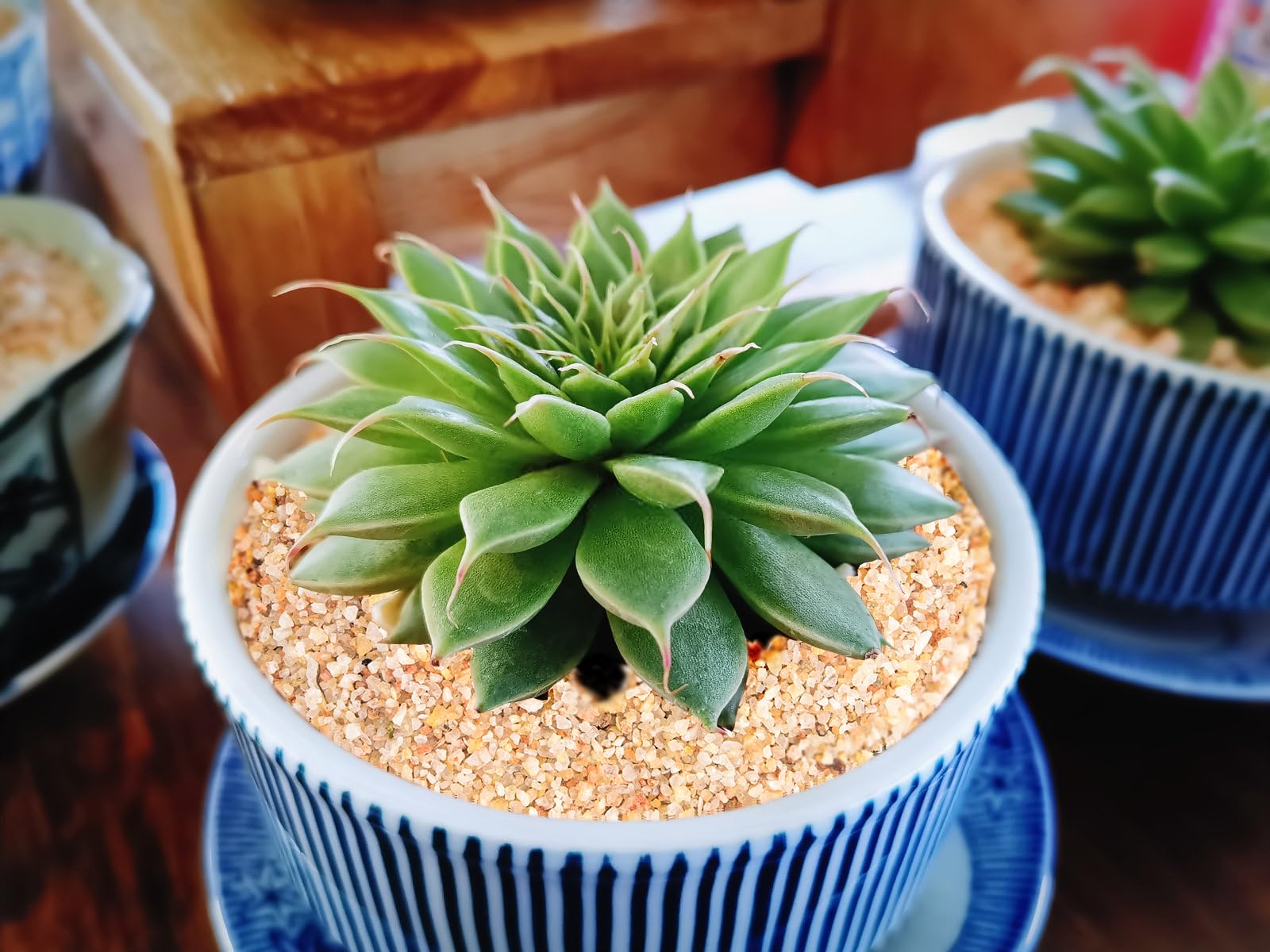 Boniosz sand aids aeration around plant roots in pots.