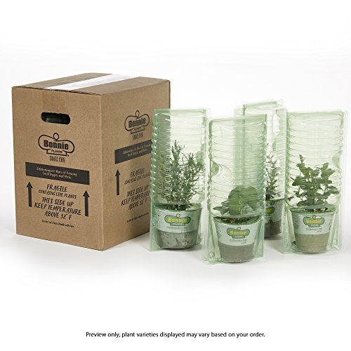 Bonnie Plants Better Boy tomato 16oz fruit close-up; large, slice-worthy harvest potential.