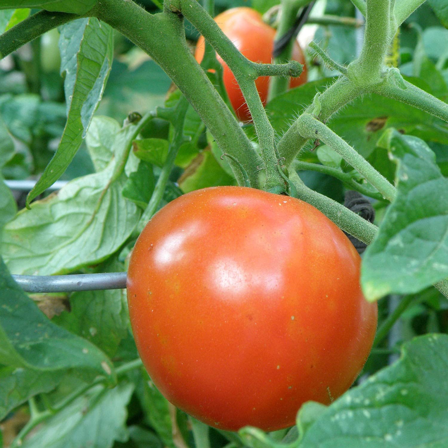 Bonnie Plants Better Boy tomato is indeterminate, continuing to bear through the season.