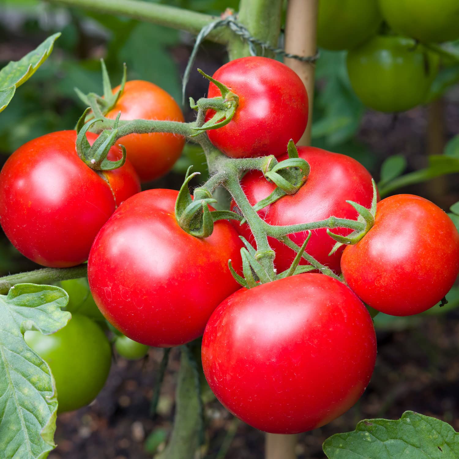 Close-up of early fruit on Big Beef Tomato, perfect for slicing