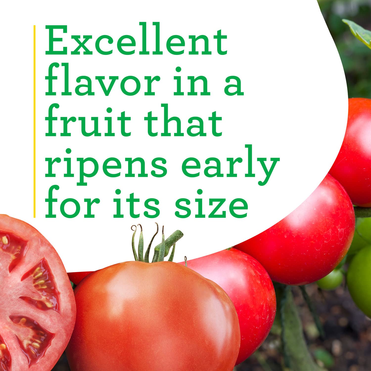 Indeterminate Big Beef Tomato supported by a stake for tall growth