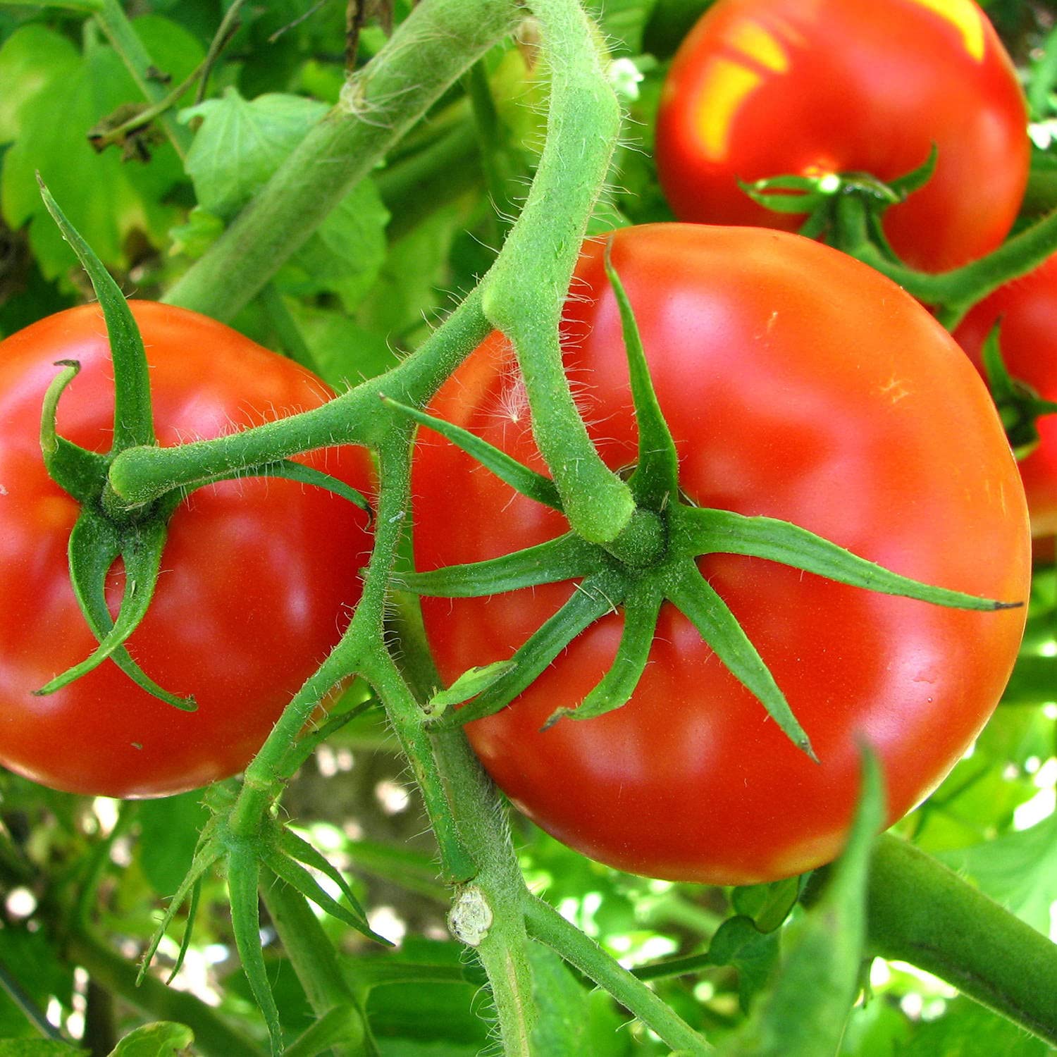 Bonnie Plants Big Boy tomatoes in full sun garden, sturdy growth