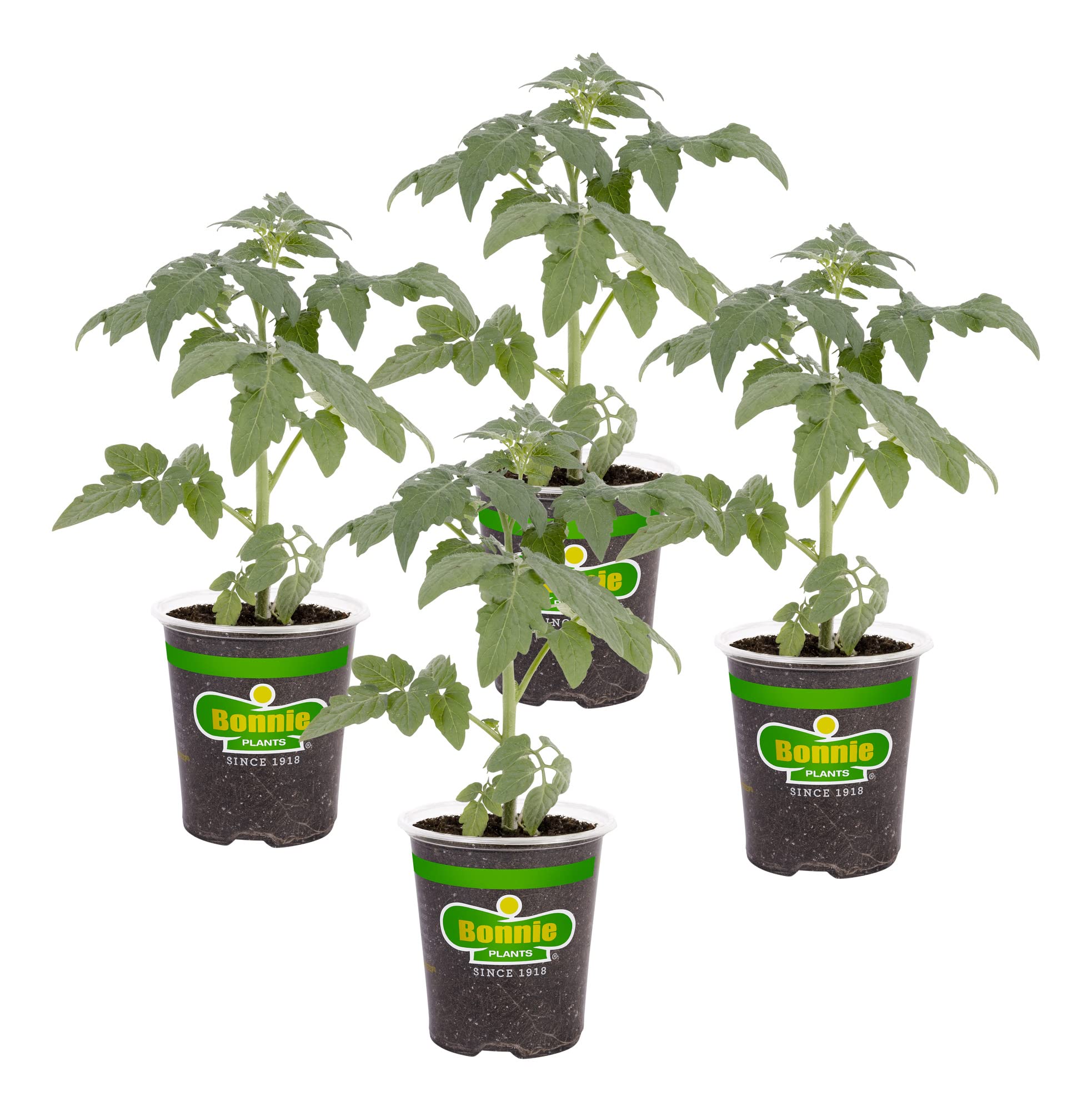 Bonnie Plants Big Boy tomato 4-pack in pots for sunny garden beds
