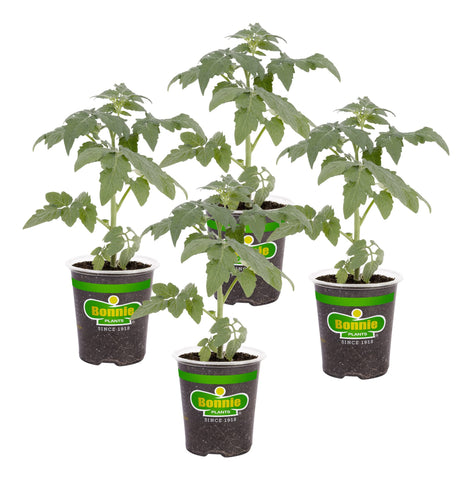 Bonnie Plants Big Boy tomato 4-pack in pots for sunny garden beds