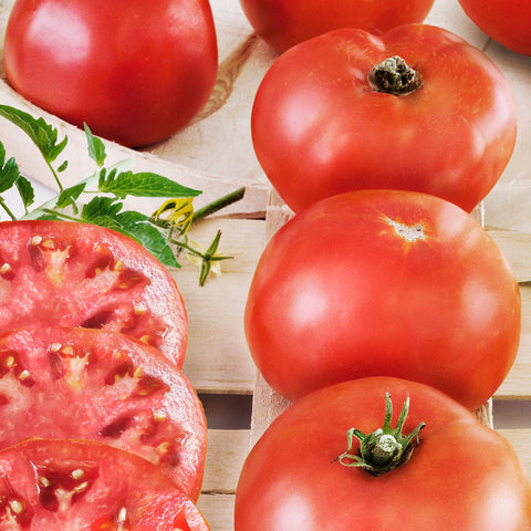 Bonnie Plants Big Boy tomato ripe fruit on vine, ideal for slicing