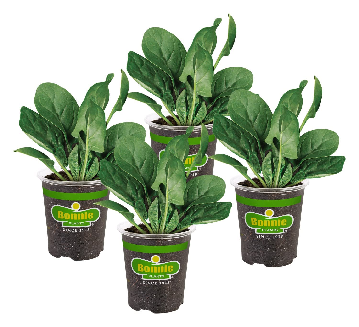 Bonnie Plants spinach 4-pack ready for spring transplant and quick harvests.