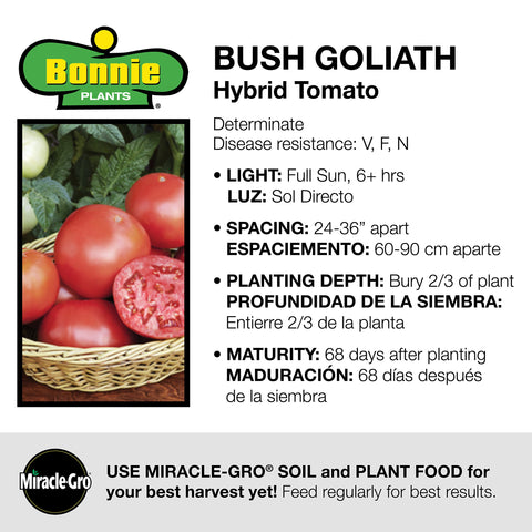 Bonnie Plants Bush Goliath is container-ready for balconies and patios.