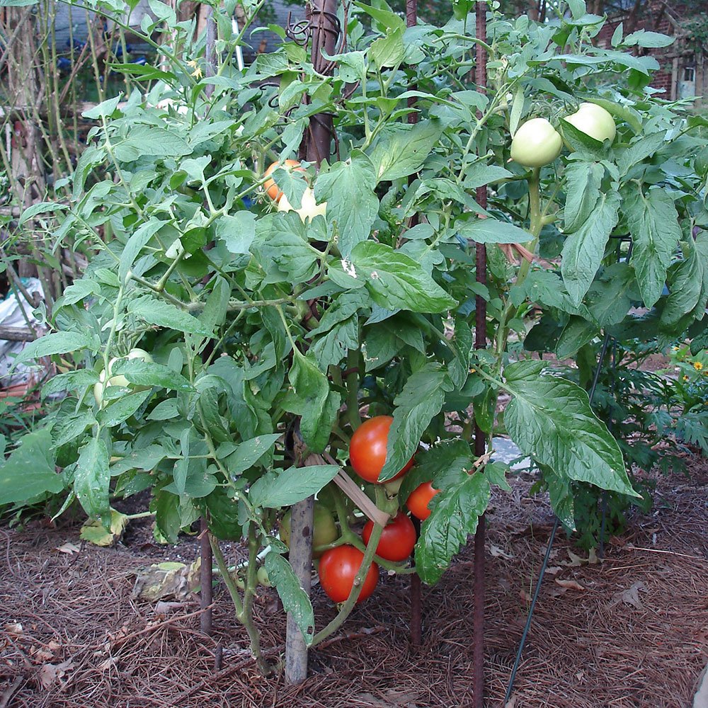 Bonnie Plants Bush Goliath resists verticillium wilt, fusarium wilt, and nematodes.