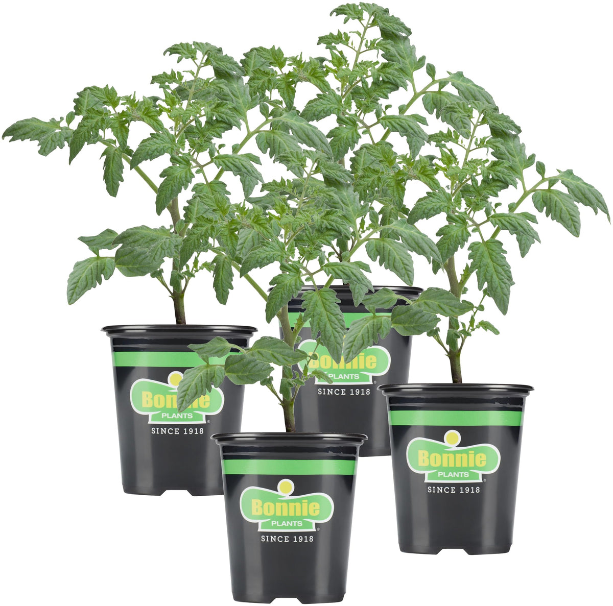 Bonnie Plants Bush Goliath tomato plant thriving in a pot, ideal for containers.