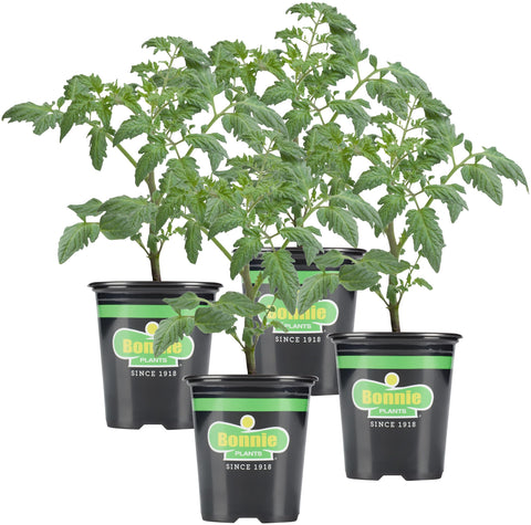 Bonnie Plants Bush Goliath tomato plant thriving in a pot, ideal for containers.