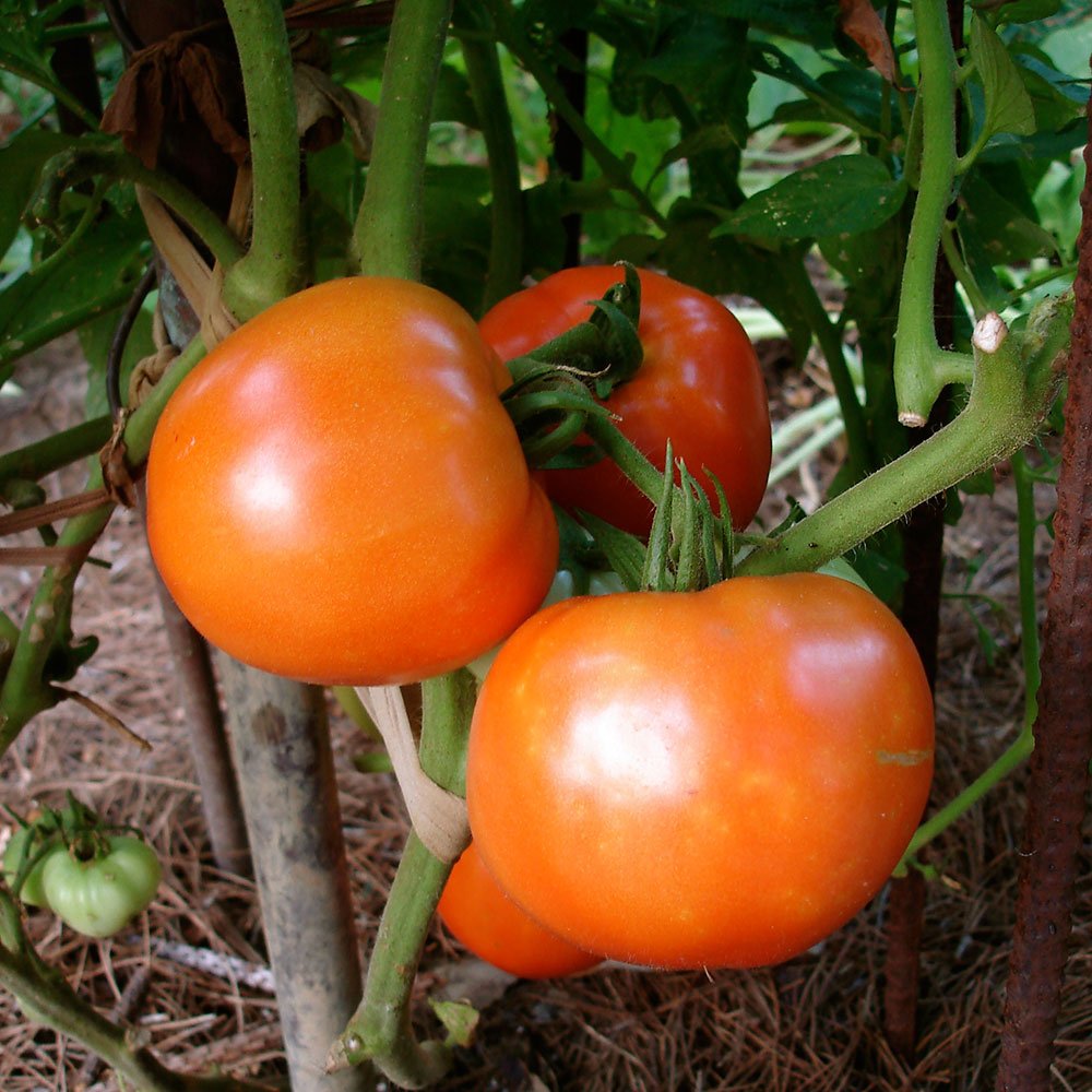 Bonnie Plants Bush Goliath vines stay tidy and space-saving.