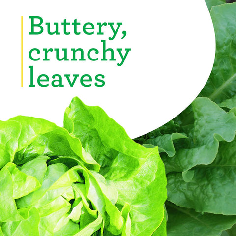 Bonnie Plants Buttercrunch Lettuce bolt-resistance noted in growth habit.