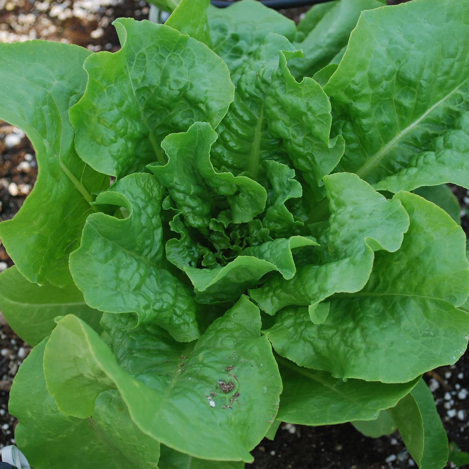 Bonnie Plants Buttercrunch Lettuce leaves close-up reveals rich green color.