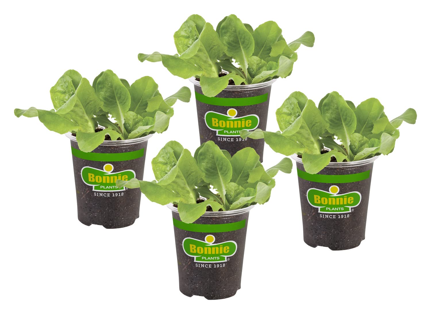 Bonnie Plants Buttercrunch Lettuce pack showcases a four-pack for easy gardening.