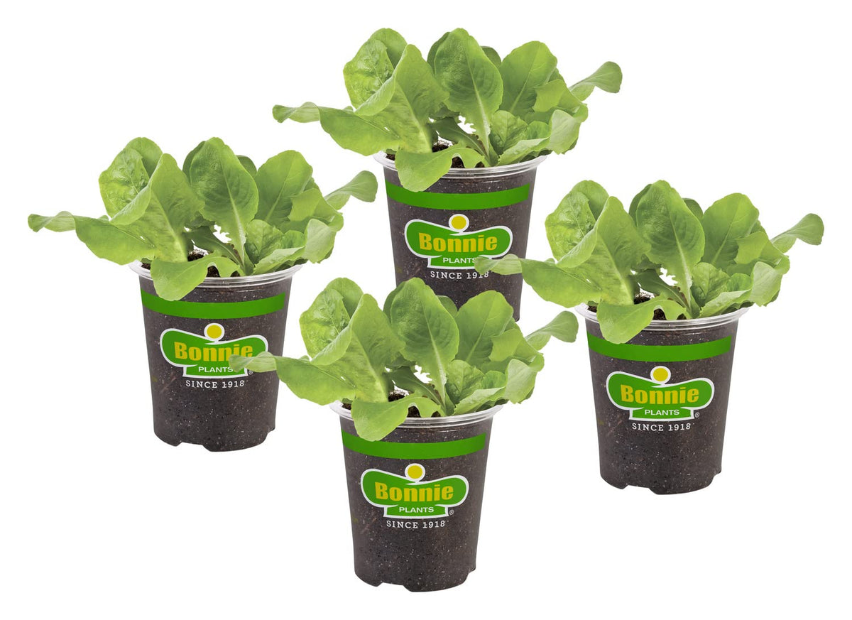 Bonnie Plants Buttercrunch Lettuce pack showcases a four-pack for easy gardening.