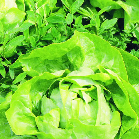 Bonnie Plants Buttercrunch Lettuce rosette shows compact growth for salads.