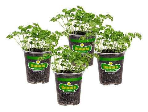 Bonnie Plants Curled Parsley live herb pack front view for fresh garnish and quick flavor boost