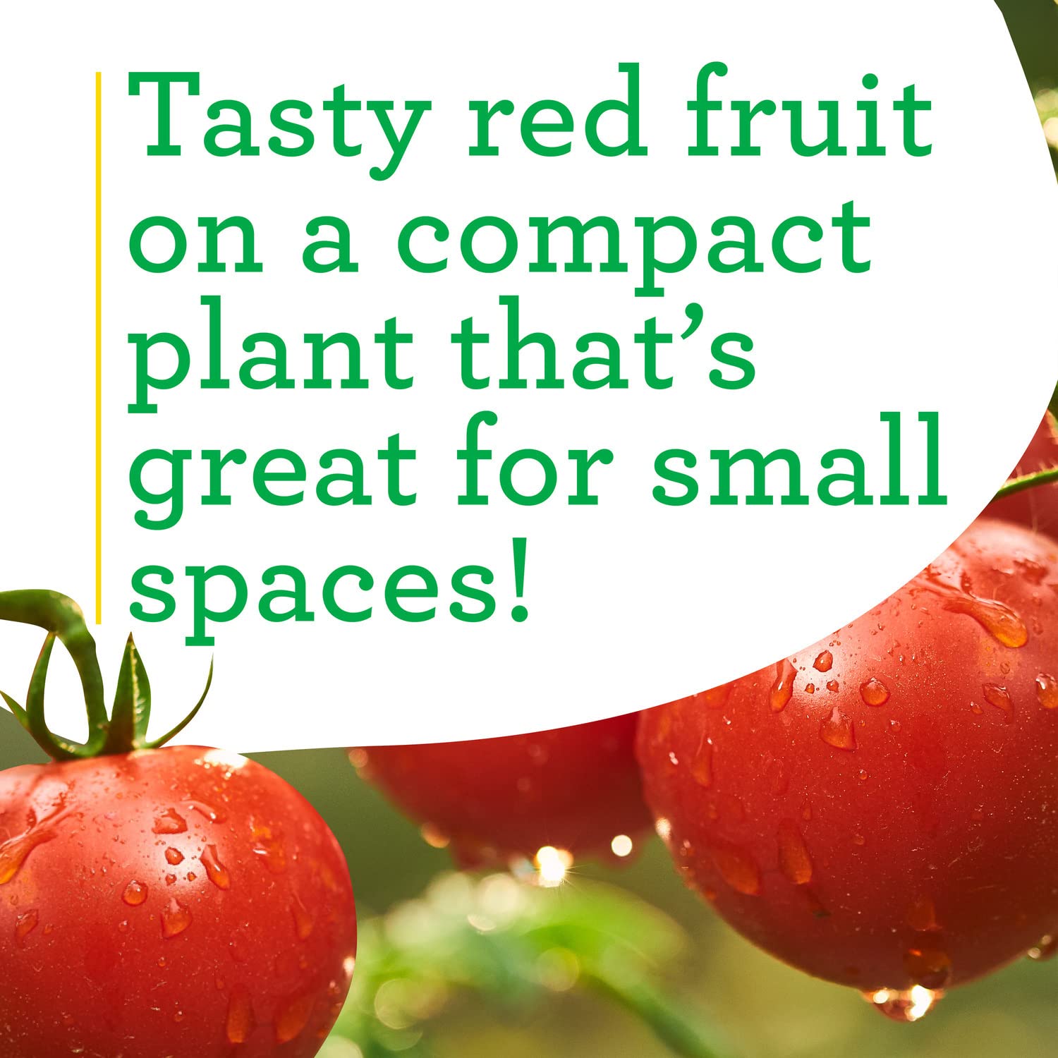 Bonnie Plants disease-resistant tomato thriving in a pot