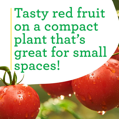 Bonnie Plants disease-resistant tomato thriving in a pot
