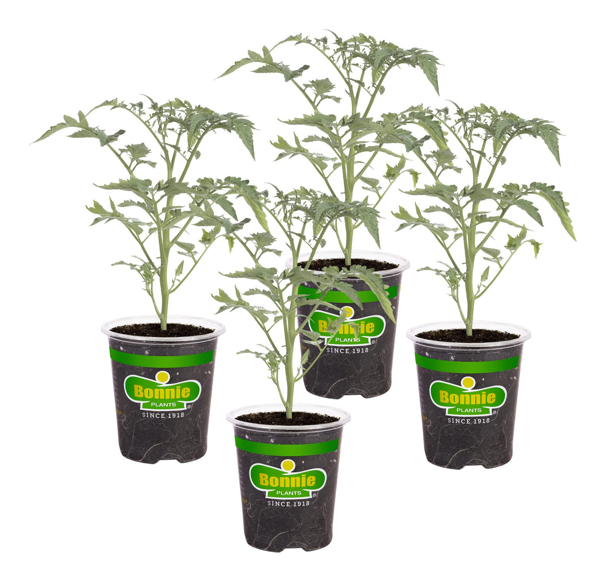 Bonnie Plants Early Girl tomato fruit close-up, perfect for fresh slicing.