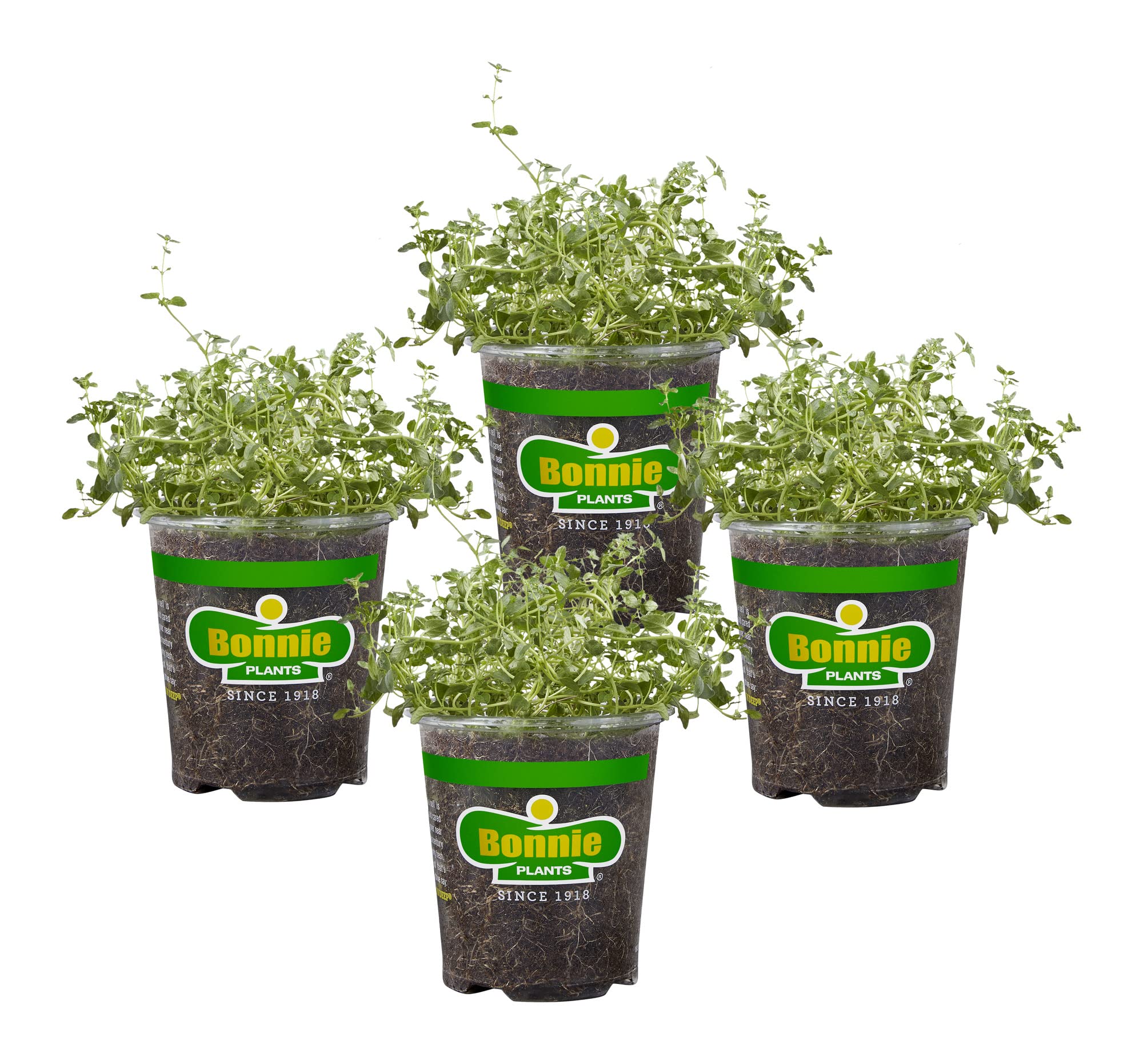 Bonnie Plants English Thyme leaves close-up, ready to flavor soups and sauces