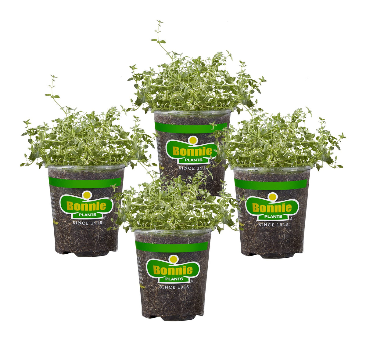 Bonnie Plants English Thyme leaves close-up, ready to flavor soups and sauces