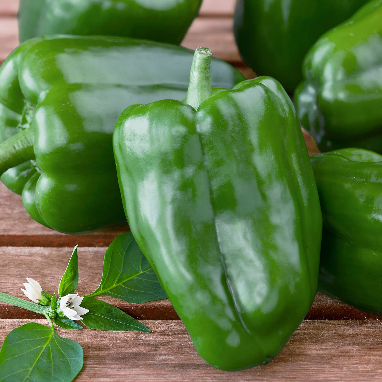 Bonnie Plants four-pack pepper plants ideal for small-space gardens.